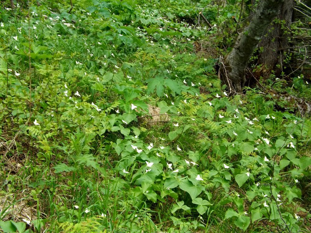 Image of Trillium camschatcense specimen.