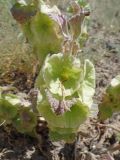 Eremostachys molucelloides