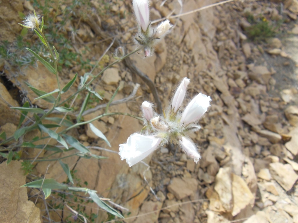 Изображение особи Convolvulus commutatus.