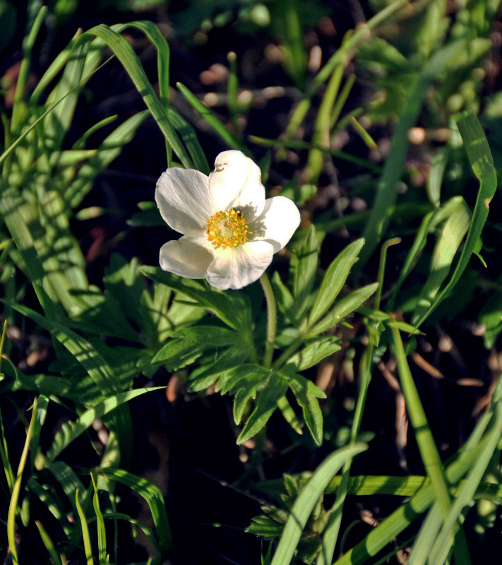 Изображение особи Anemone sylvestris.