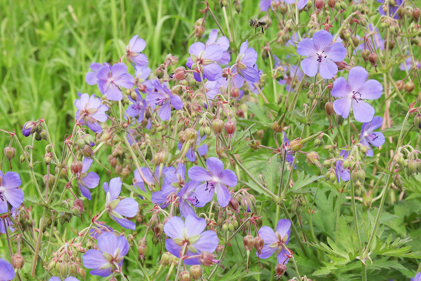 Изображение особи Geranium pratense.