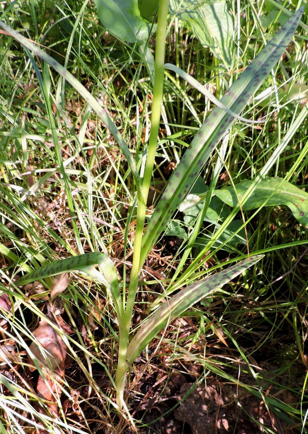 Image of Dactylorhiza maculata specimen.