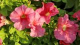 Petunia &times; atkinsiana
