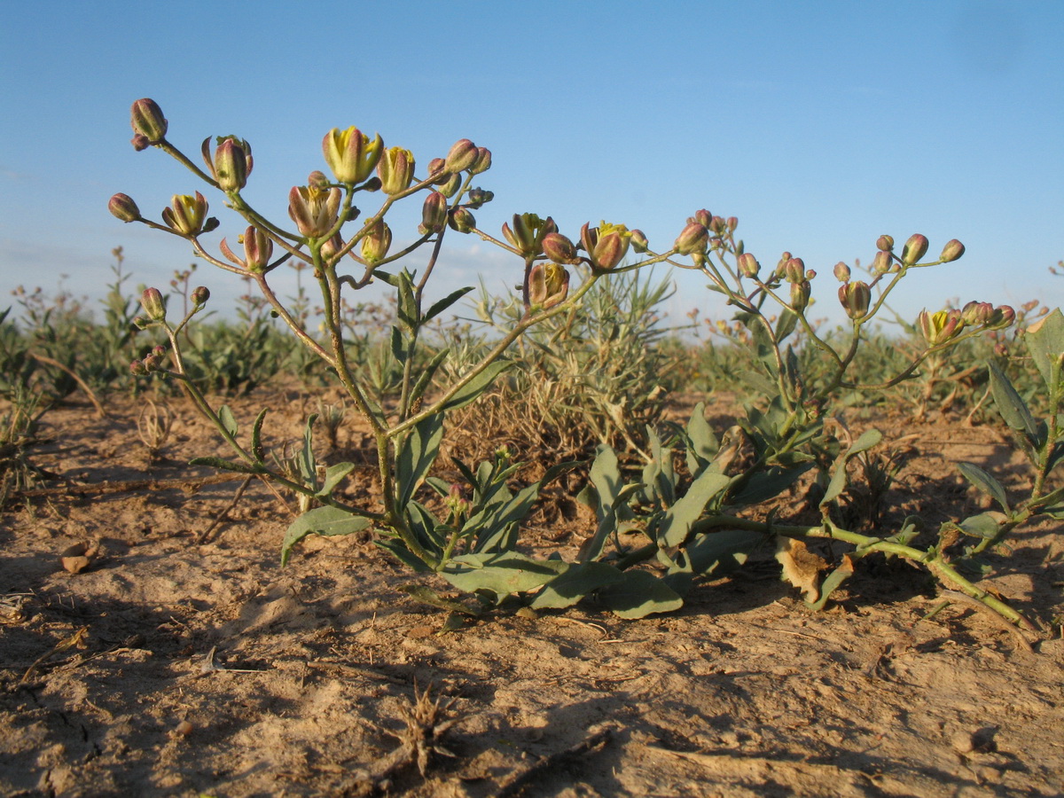 Image of Haplophyllum versicolor specimen.