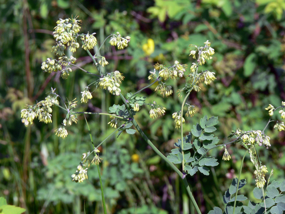 Image of Thalictrum minus specimen.