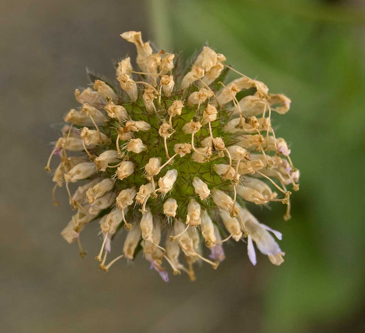 Image of Knautia arvensis specimen.