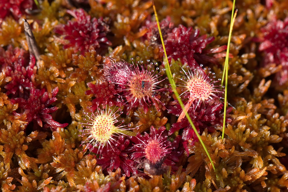 Изображение особи Drosera rotundifolia.