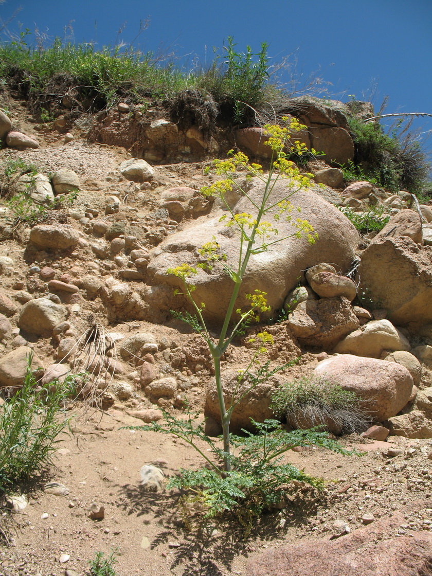 Image of Ferula kelleri specimen.