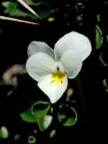 Viola fragrans