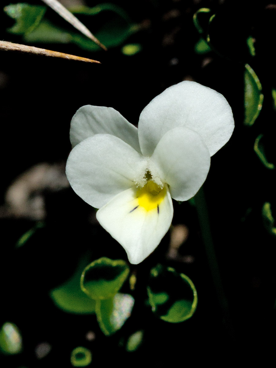 Image of Viola fragrans specimen.