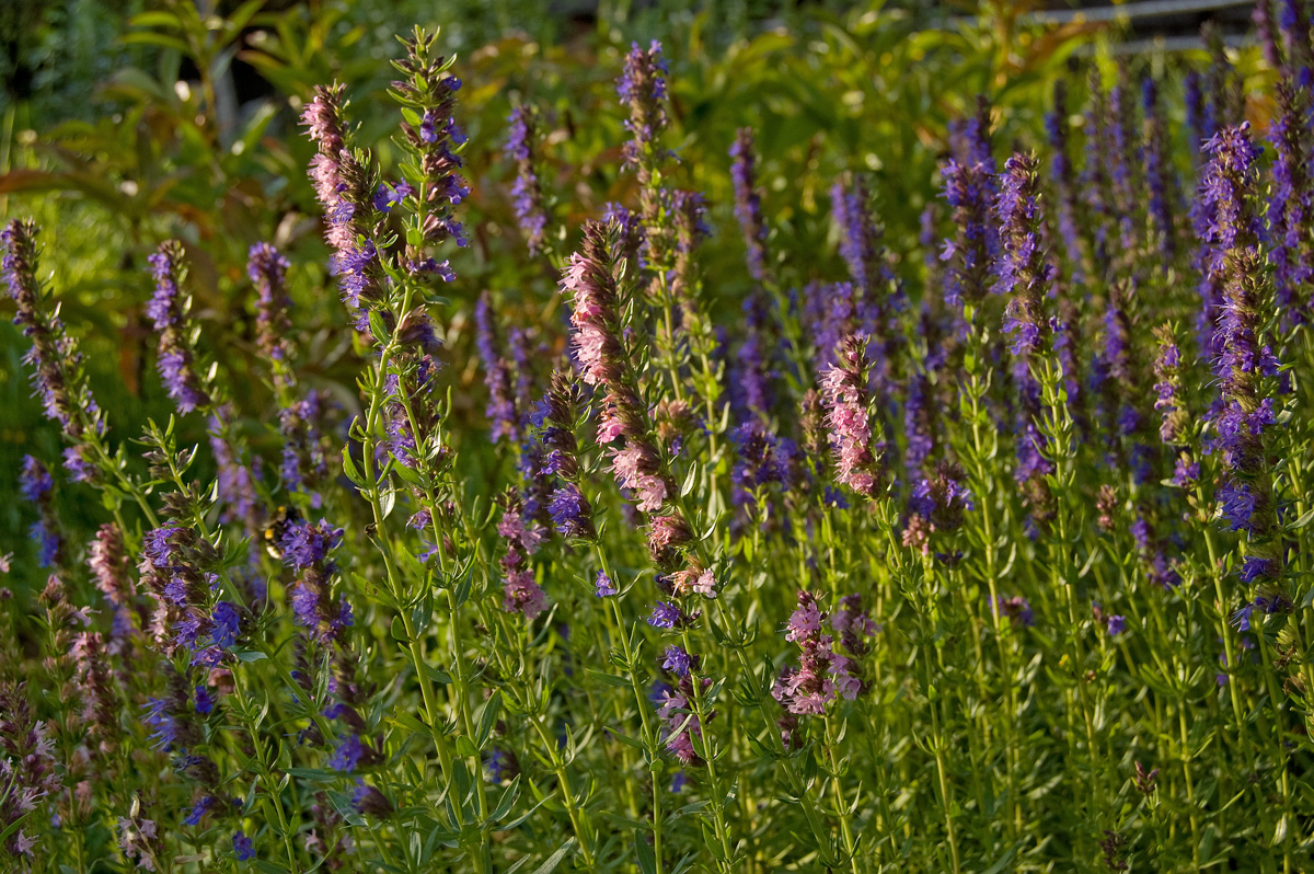 Изображение особи Hyssopus officinalis.