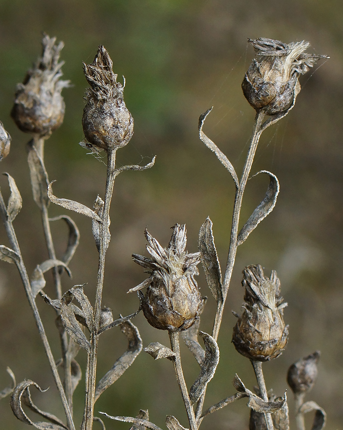 Image of Acroptilon repens specimen.