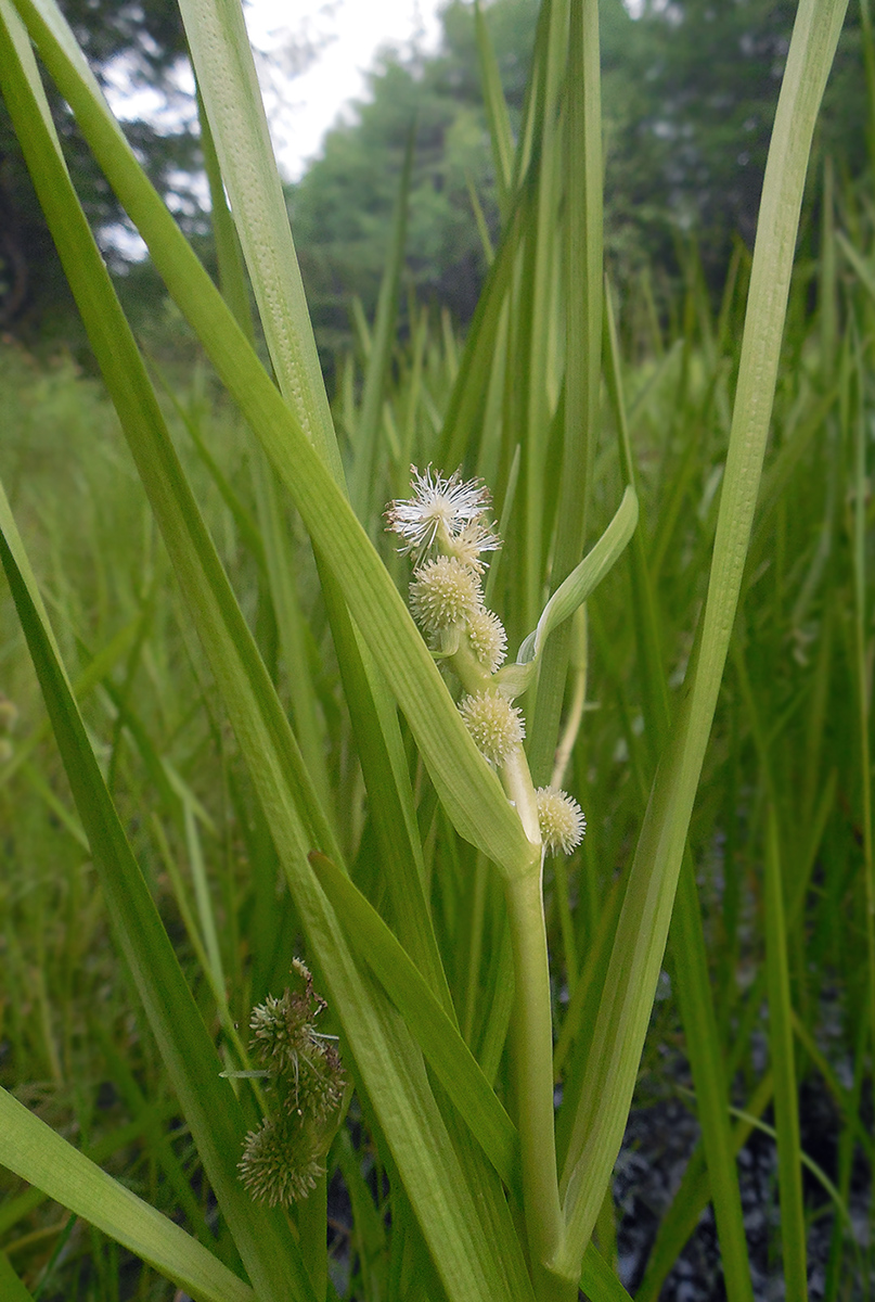 Изображение особи Sparganium glomeratum.