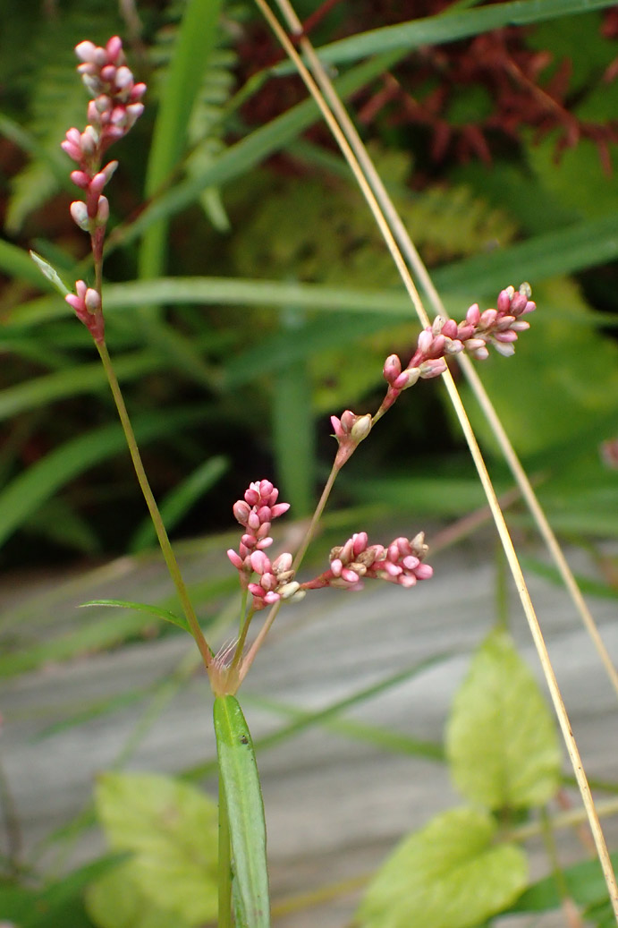 Image of Persicaria minor specimen.