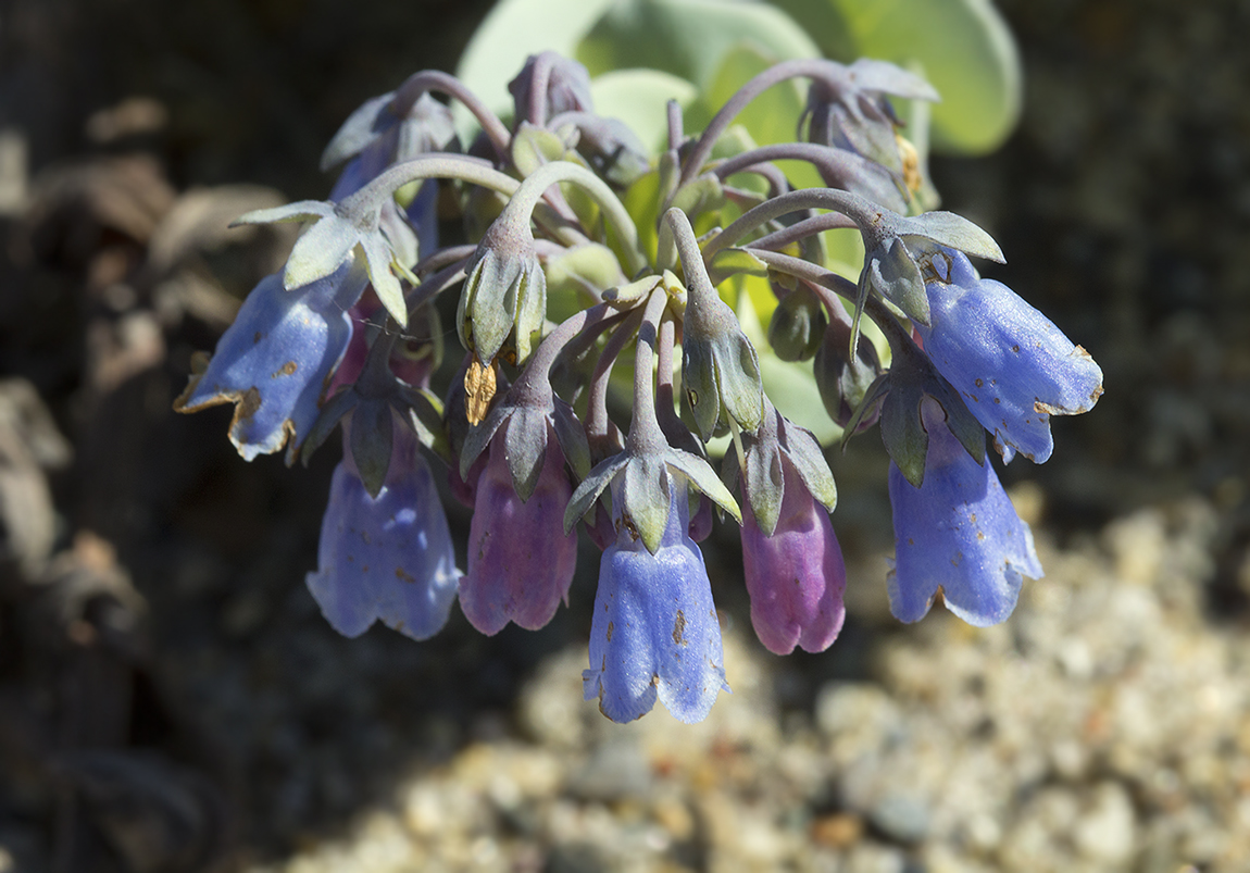 Image of Mertensia maritima specimen.