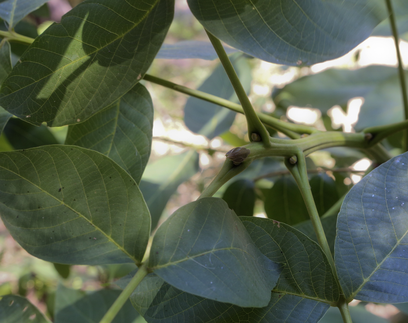 Image of Juglans regia specimen.