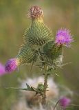 Cirsium vulgare