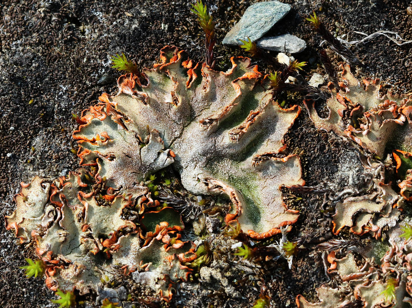 Image of Solorina crocea specimen.