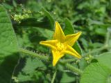 Thladiantha dubia. Пестичный цветок. Беларусь, Гродненская обл., Новогрудский р-н, Ладеникский сельсовет, дер. Городечно, левый берег р. Валовка, опушка черноольшанника крапиво-бодякового. 19.08.2015.
