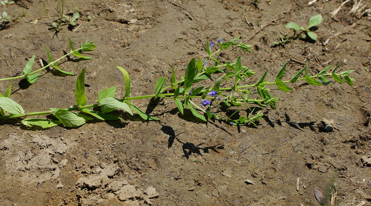 Image of Scutellaria galericulata specimen.