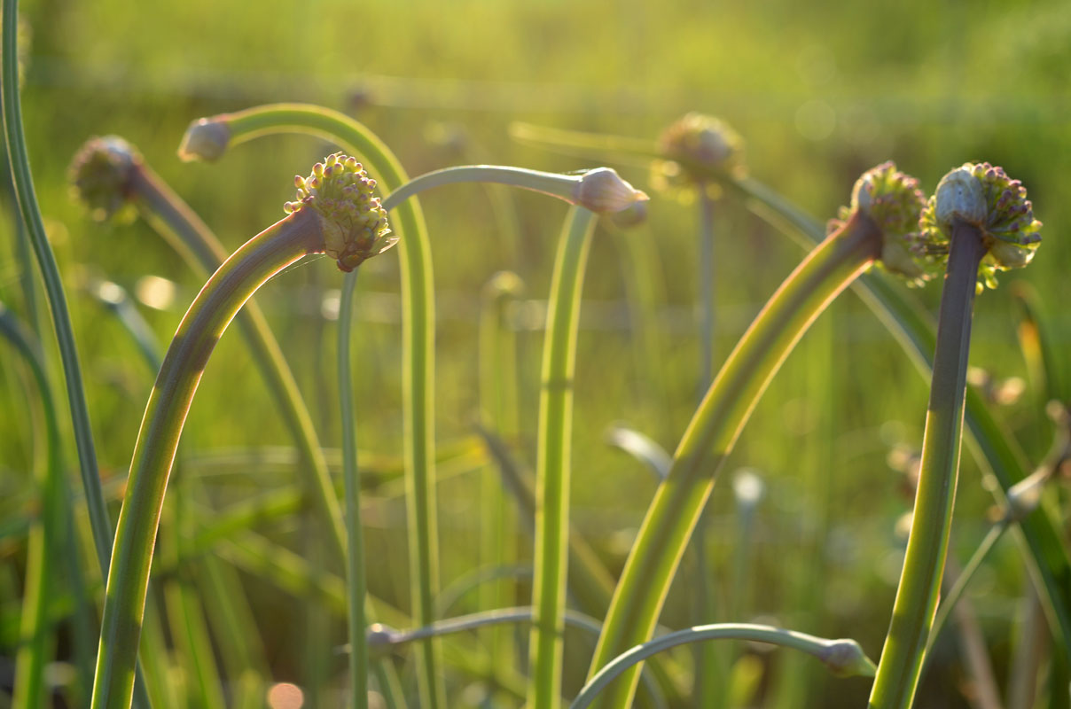 Image of Allium spirale specimen.