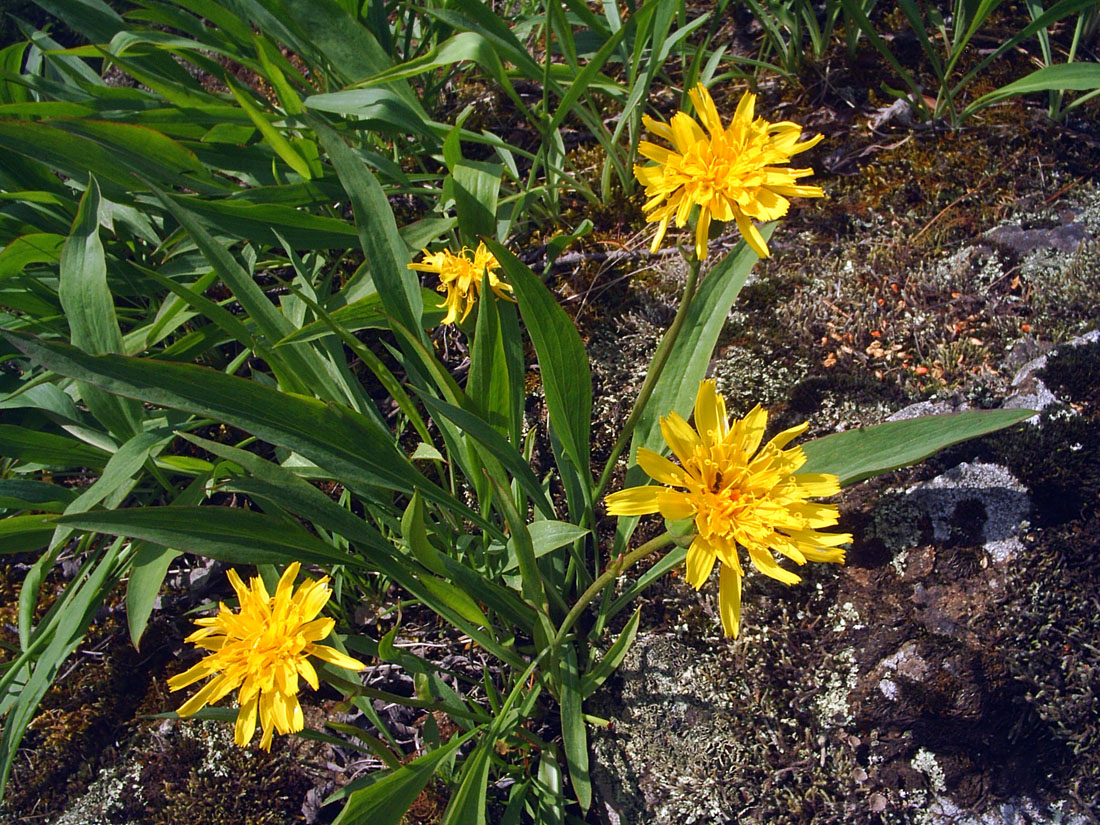 Изображение особи Scorzonera glabra.