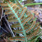 Polypodium vulgare. Нижняя часть вайи (листа) с сорусами. Свердловская обл., окр. г. Североуральск, скалы Три Брата. 01.10.2017.