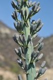 Agave xylonacantha