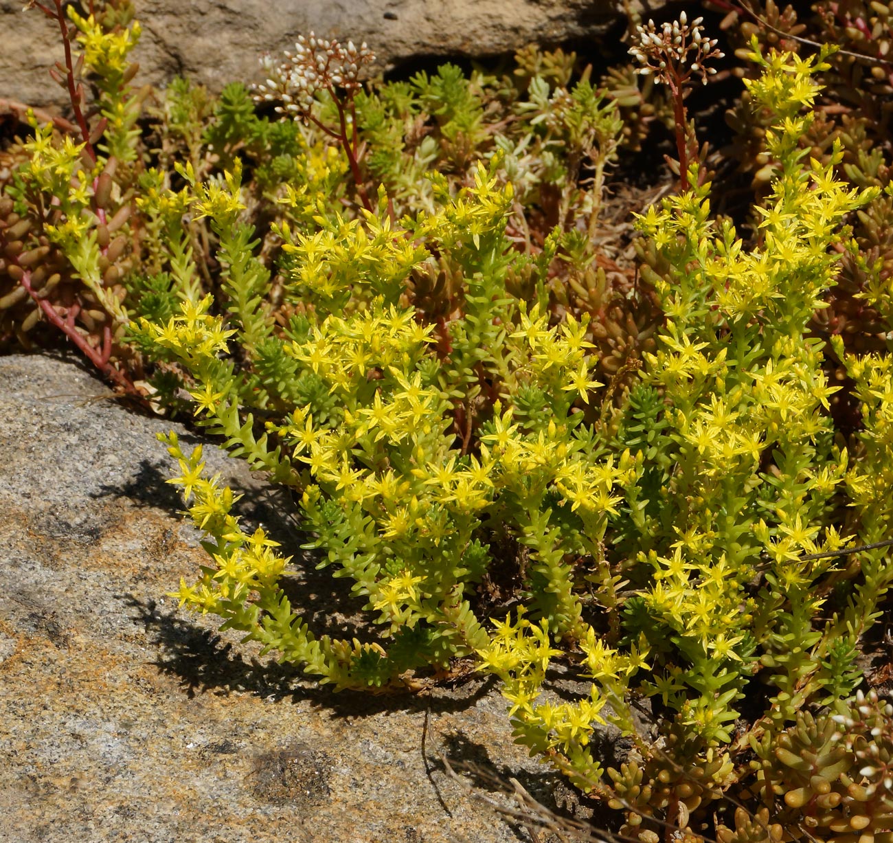 Изображение особи Sedum sexangulare.