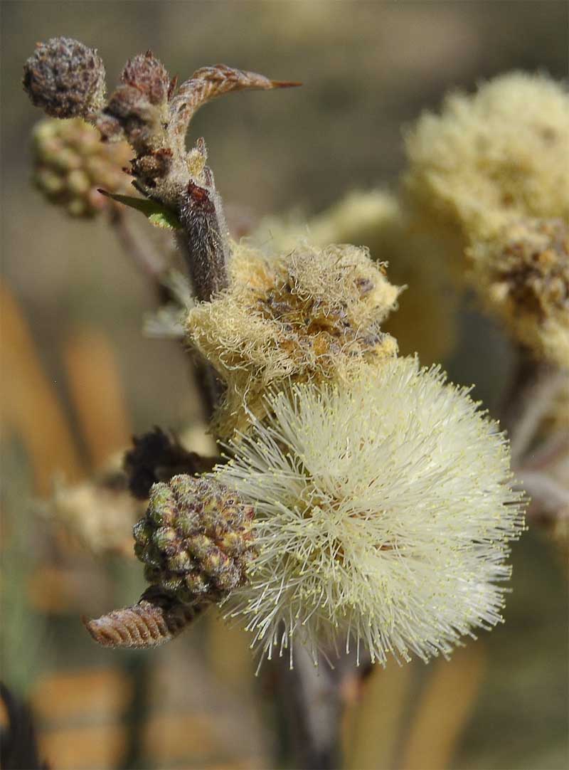 Image of Senegalia berlandieri specimen.