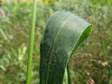 Setaria faberi