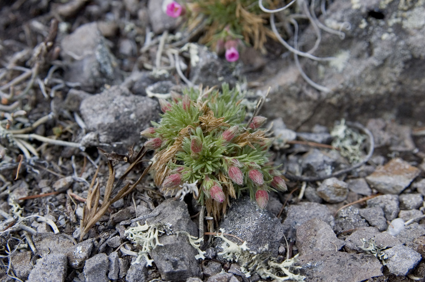 Image of Chamaerhodos altaica specimen.