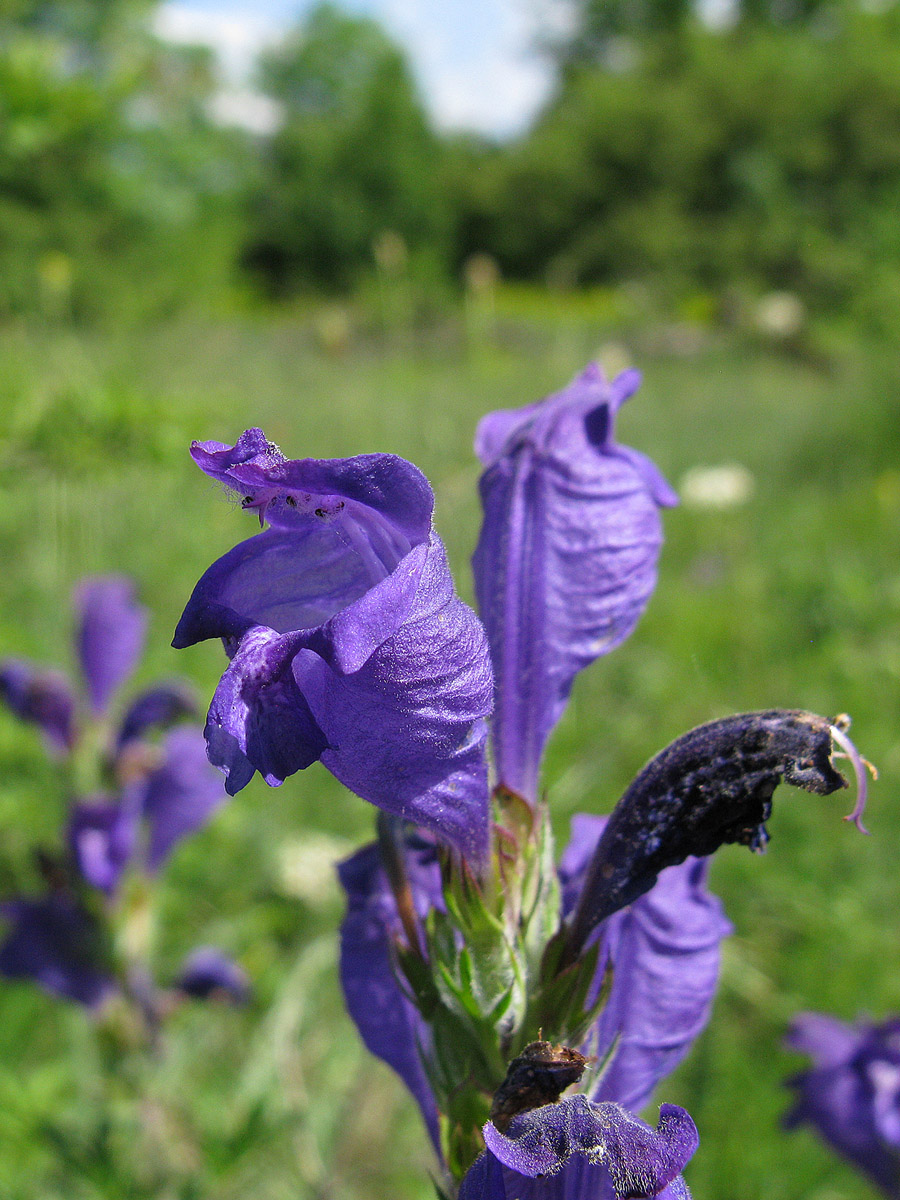 Изображение особи Dracocephalum austriacum.