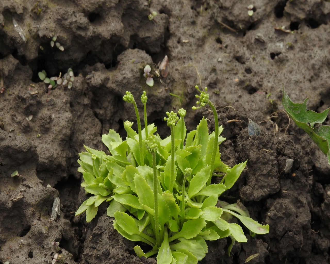 Image of Androsace filiformis specimen.