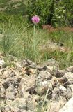 Allium nathaliae. Цветущее растение. Крым, окр. Феодосии, гора Эчкидаг, каменистая осыпь. 30 мая 2018 г.