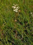 Filipendula vulgaris. Цветущее растение. Тульская обл., Ефремовский р-н, долина р. Красивая Меча, разнотравная степь. 03.06.2018.