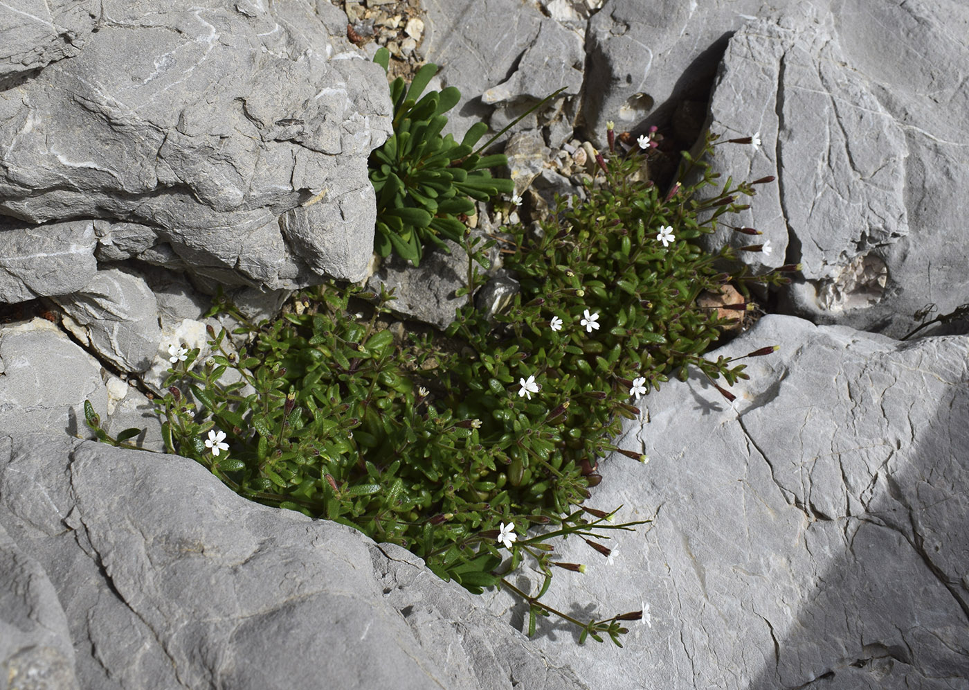 Image of Silene sedoides specimen.