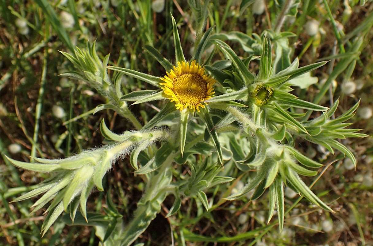 Изображение особи Pallenis spinosa.