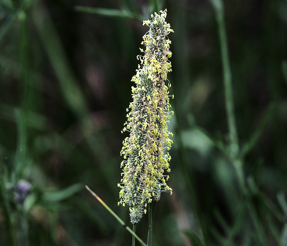 Image of Phleum pratense specimen.