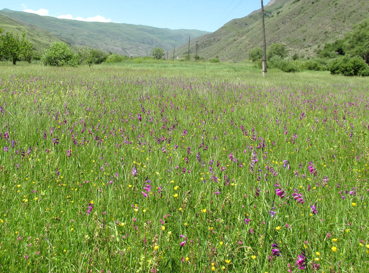 Дагестанские травы