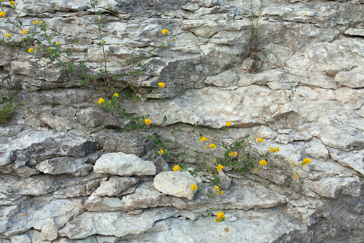 Изображение особи Medicago falcata.