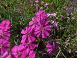 Dianthus repens