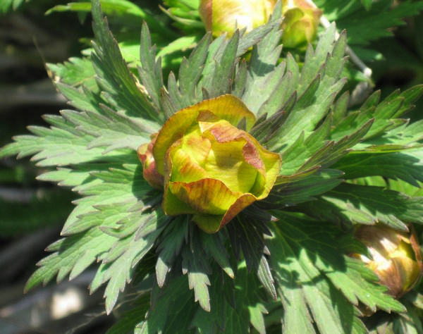 Image of Trollius riederianus specimen.