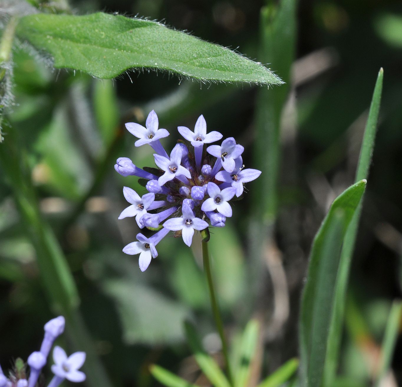 Изображение особи Asperula arvensis.