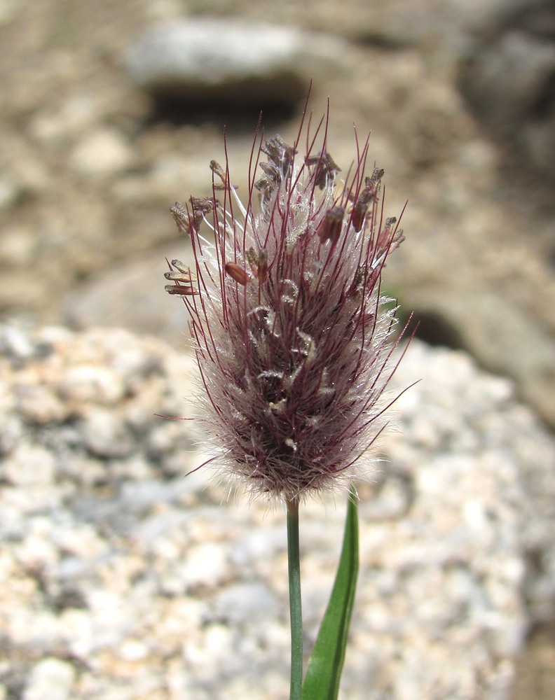 Image of Alopecurus dasyanthus specimen.