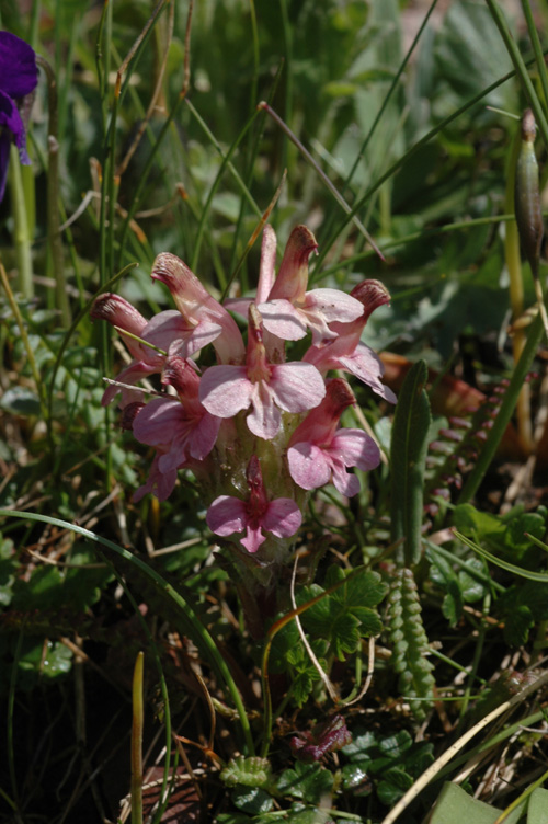 Image of Pedicularis oederi f. rubra specimen.