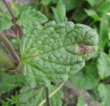 Nepeta supina