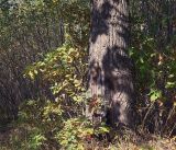 Quercus robur. Нижняя часть повреждённого ствола взрослого растения и молодые растения, проросшие из его желудей. Московская обл., Раменский р-н, окр. ж.-д. платформы Хрипань, просека в смешанном лесу. 22.09.2018.