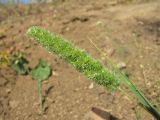 Rostraria cristata. Верхушка побега с соцветием. Дагестан, окр. г. Избербаш, у дороги. 13.05.2018.