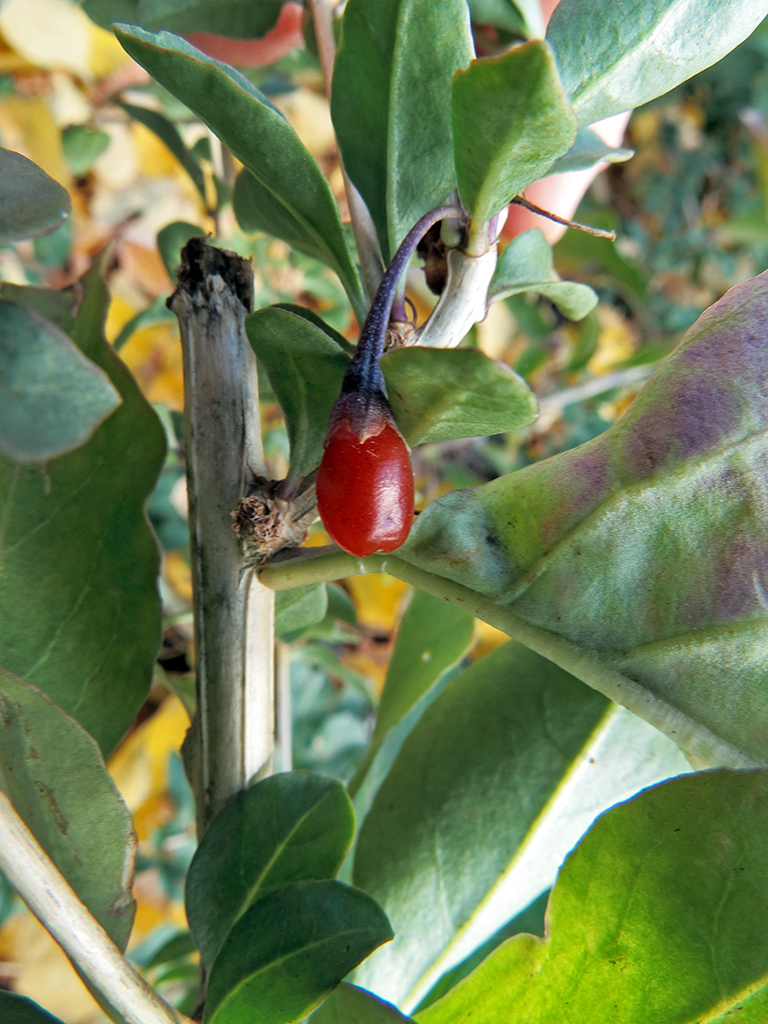 Image of Lycium chinense specimen.